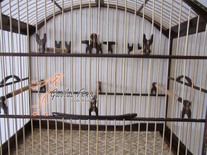 GAIOLA PARA COLEIRO 017