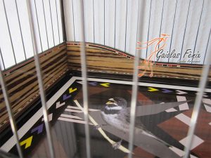 GAIOLA PARA COLEIRO 213